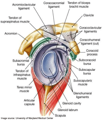 scapular-matter-image