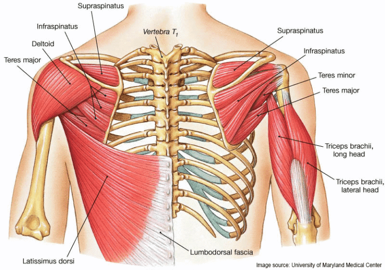 scapular-matter-graph